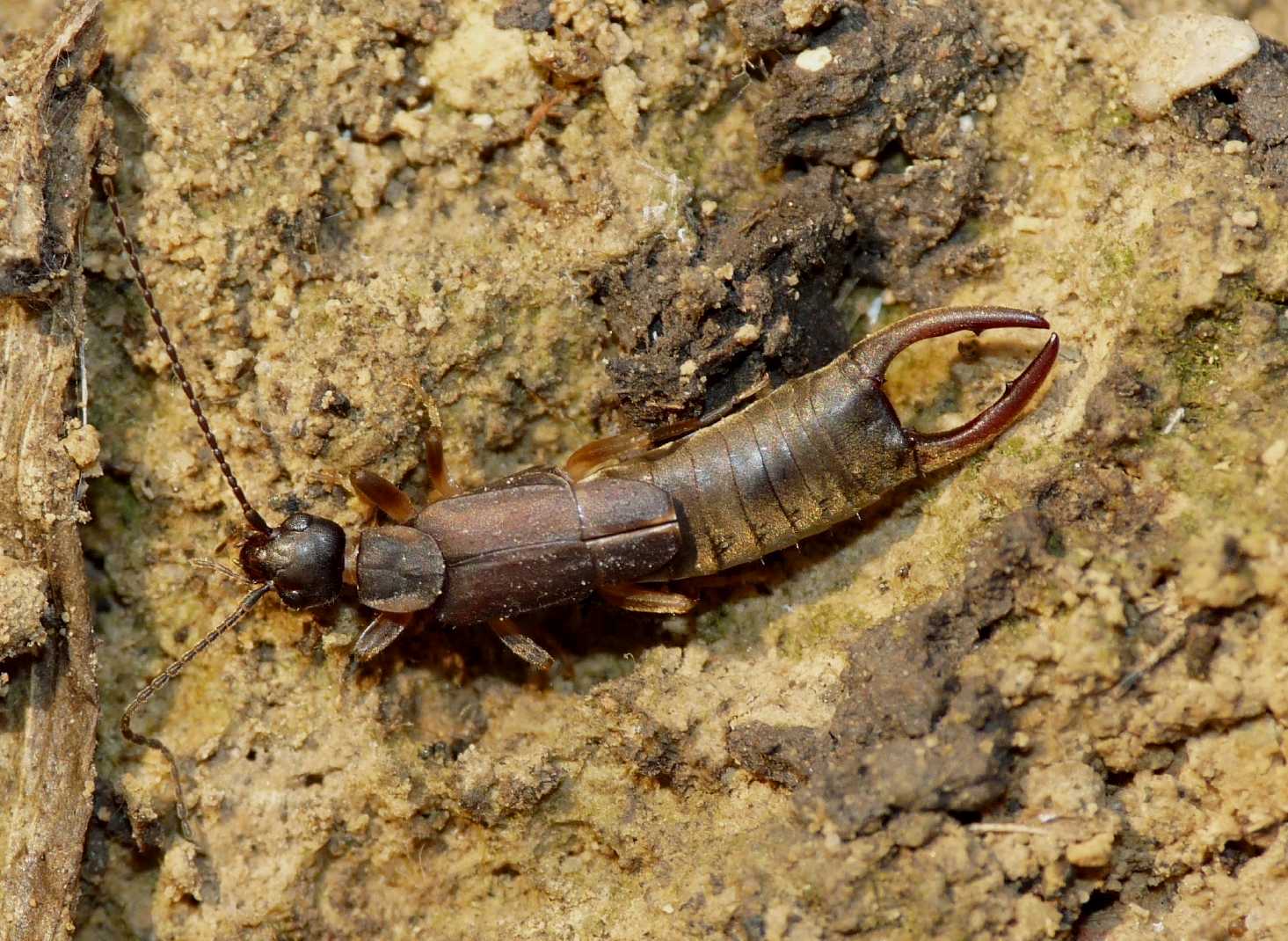 Nala lividipes